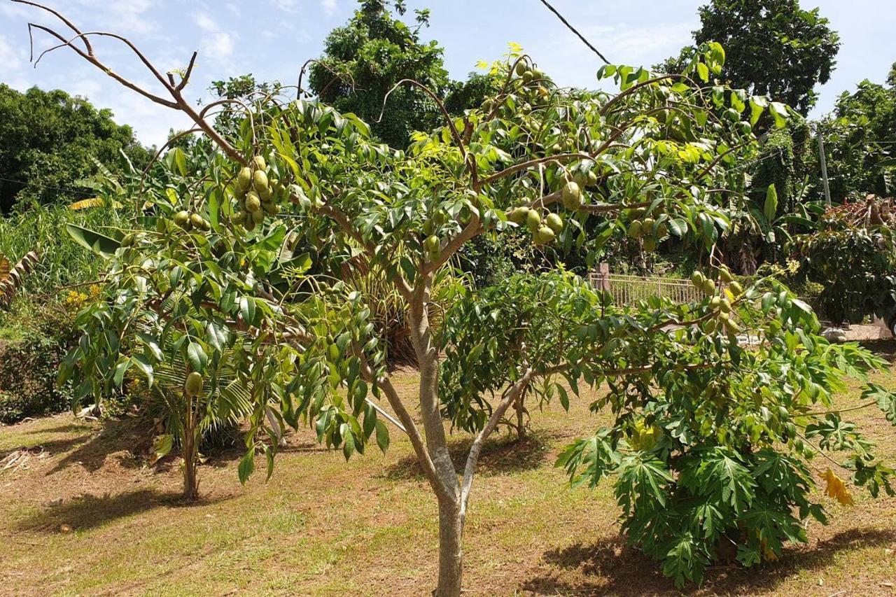 Le Petit Robert Maison F3 Plein Pied Le Robert Luaran gambar